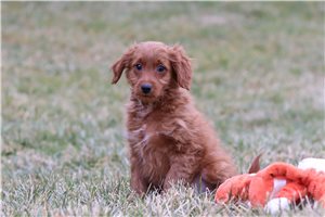 Edwin - Goldendoodle, Mini for sale