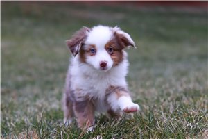 Snowbell - Miniature Australian Shepherd for sale