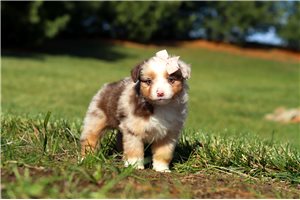 Camilla - Miniature Australian Shepherd for sale