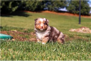Chance - Miniature Australian Shepherd for sale