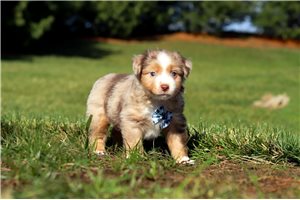 Charlie - Miniature Australian Shepherd for sale