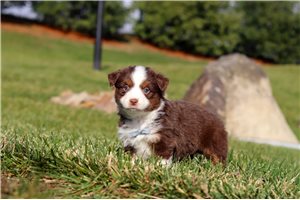 Chase - Miniature Australian Shepherd for sale
