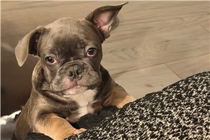 Knox - French Bulldog for sale