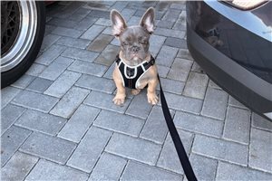 Kevin - French Bulldog for sale