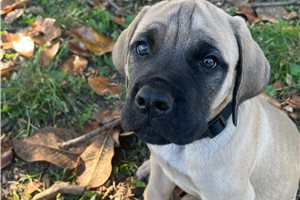 Hunter - Mastiff for sale