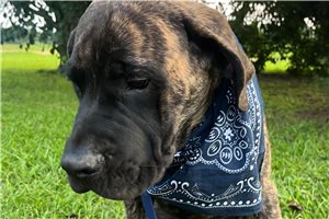 Hayden - Mastiff for sale