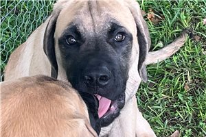 Hunter - Mastiff for sale