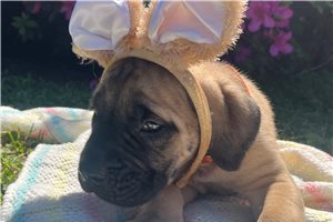 Hudson - Mastiff for sale
