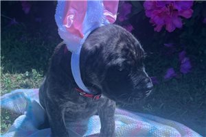 Hannah - Mastiff for sale