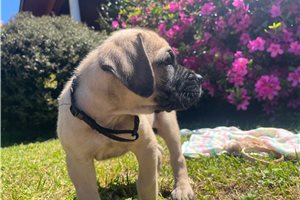 Hunter - Mastiff for sale