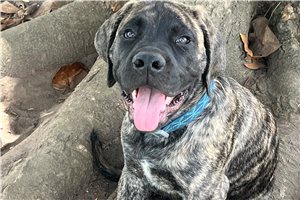 Hayden - Mastiff for sale