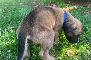 Harrison - puppy for sale