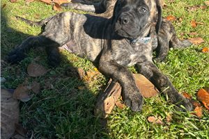 Hayden - Mastiff for sale