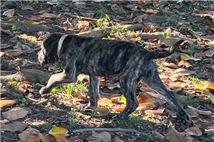 Hannah - puppy for sale