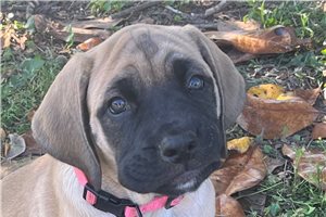 Hazel - Mastiff for sale