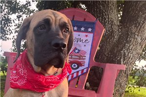 Hazel - Mastiff for sale