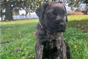 Hailey - puppy for sale