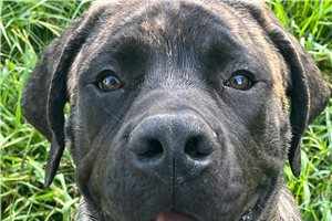 Hayden - Mastiff for sale