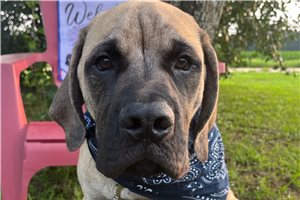 Hunter - Mastiff for sale