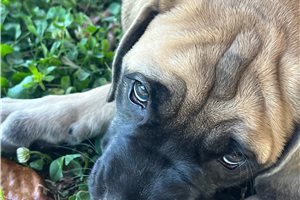 Hudson - puppy for sale