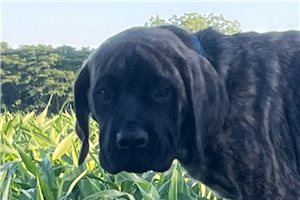 Hayden - Mastiff for sale