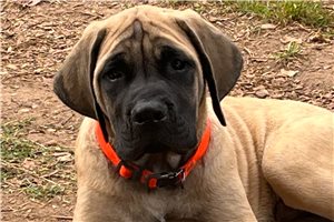 Hudson - Mastiff for sale