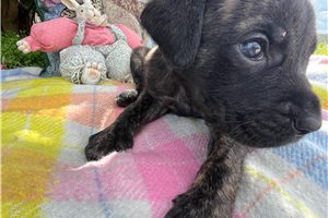 Hannah - Mastiff for sale