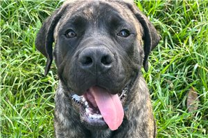 Hayden - Mastiff for sale