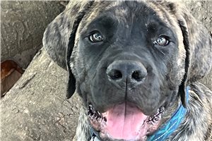 Hayden - Mastiff for sale