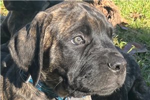 Hayden - Mastiff for sale