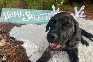 Allison - Mastiff for sale