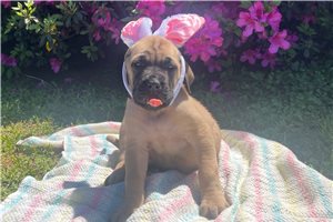 Hazel - Mastiff for sale