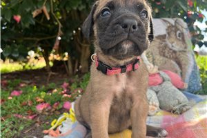 Hazel - puppy for sale