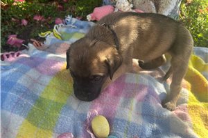 Hunter - puppy for sale