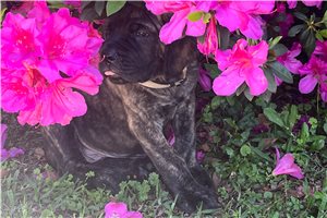 Hailey - Mastiff for sale