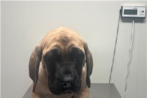 Hazel - Mastiff for sale