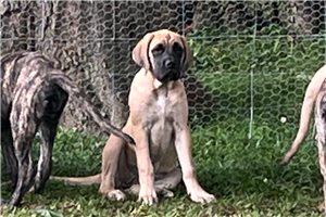 Hazel - Mastiff for sale