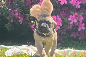 Harrison - Mastiff for sale