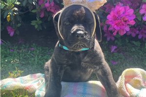 Henry - Mastiff for sale