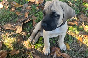 Hunter - puppy for sale