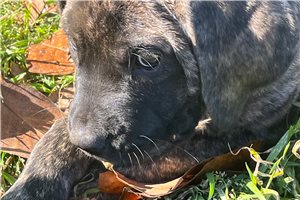 Hannah - Mastiff for sale