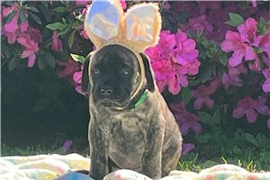 Hayden - Mastiff for sale