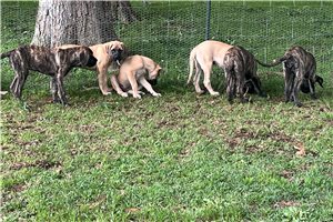 Hayden - Mastiff for sale