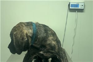 Hayden - Mastiff for sale