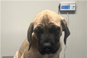 Hunter - Mastiff for sale