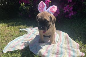 Haven - Mastiff for sale