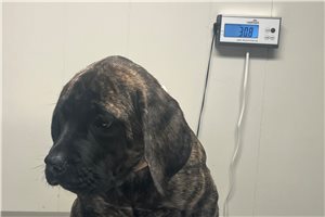 Hannah - Mastiff for sale