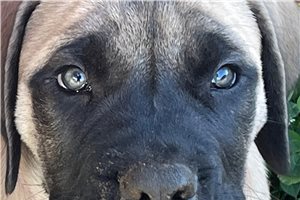 Hudson - Mastiff for sale