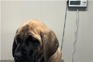 Hudson - Mastiff for sale