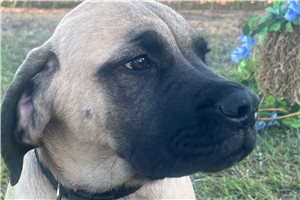 Hunter - Mastiff for sale